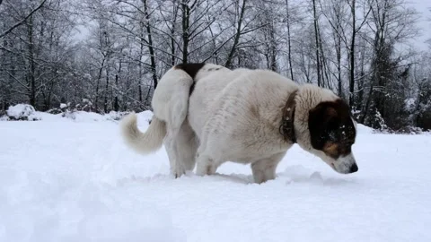 Dog playing in the snow Stock Footage 169057042