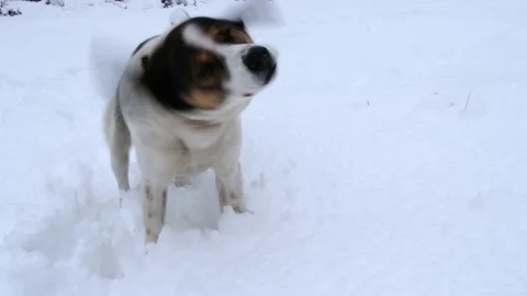 Dog playing in the snow Stock Footage 169057068