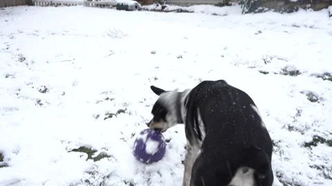 DOG PLAYING IN SNOW Stock Footage 221501439