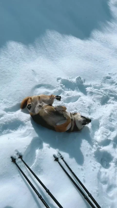 Dog Playing in Snow Mountains. Stock Footage 320883926
