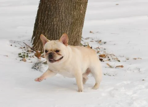 Dog playing in snow Stock Photos