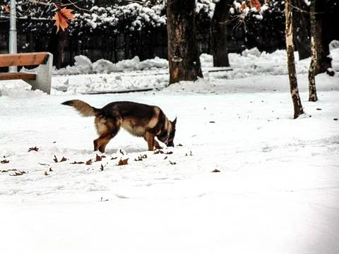 A dog is playing in the snow Stock-Fotos