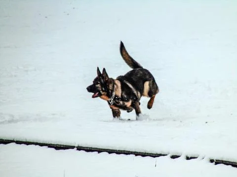 A dog is playing in the snow Stock Photos