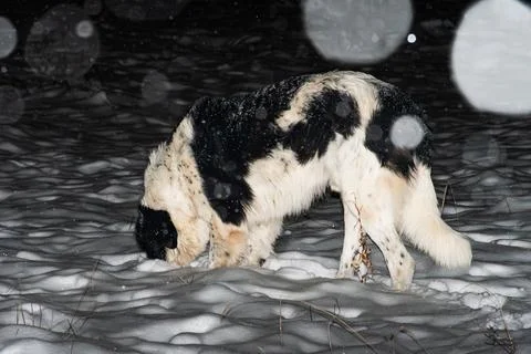 Dog Playing in the Snow Stock Photos
