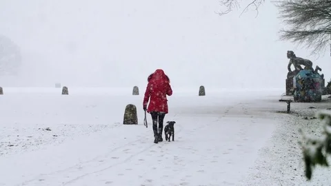 Dog playing in snow in Slow Motion Stock Footage 84904333