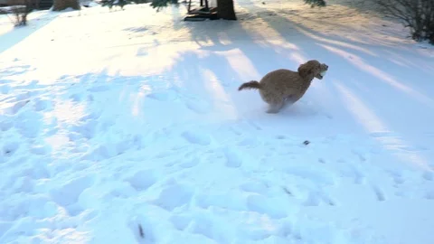 Dog playing in snow slow motion 120 fps Stock Footage 99374917