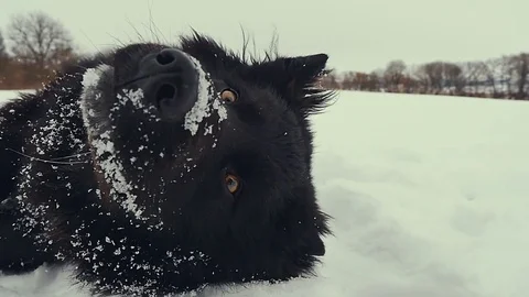 Dog playing in the snow. Winter Stock Footage