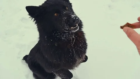 Dog playing in the snow. Winter Stock Footage 72573159