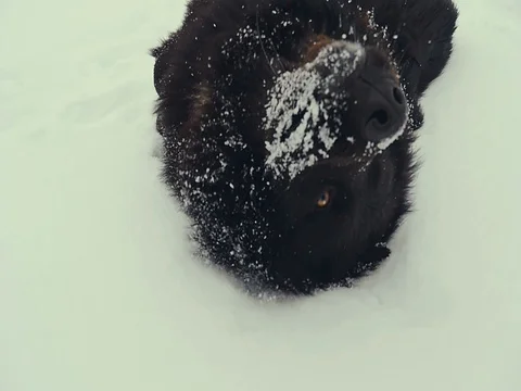 Dog playing in the snow. Winter Stock Footage 72573448