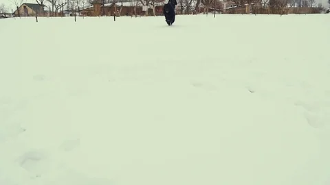 Dog playing in the snow. Winter Stock Footage 72573860