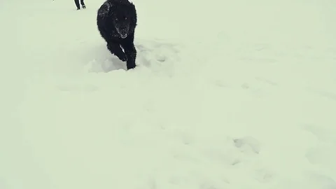 Dog playing in the snow. Winter Stock Footage 72573964