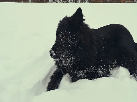 Dog playing in the snow. Winter Stock Footage 72574267