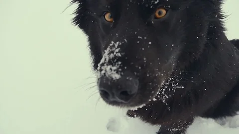 Dog playing in the snow. Winter Stock Footage 72575817
