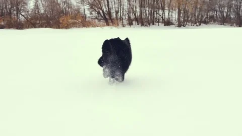 Dog playing in the snow. Winter Stock Footage 72580037