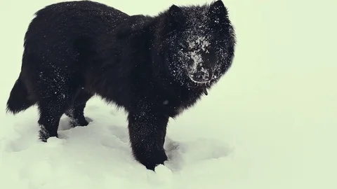Dog playing in the snow. Winter Stock Footage 72580408