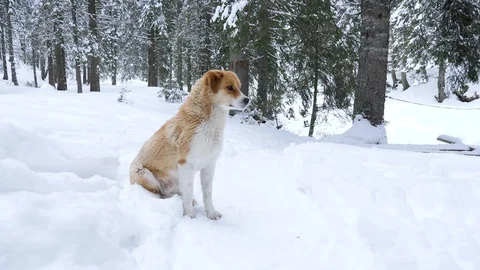 Dog playing in snow in winter Stock Footage 87917251