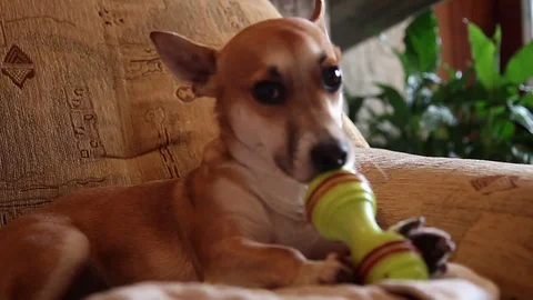 Dog playing on the sofa with a rubberbone toy Stock Footage 70125382