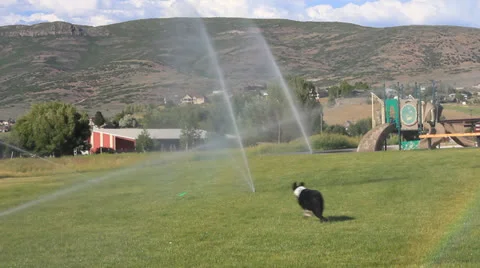 Dog Playing in the Sprinklers Stock Footage 24846824