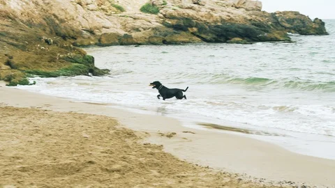 Dog Playing with Stick on Beach Stock Footage 125651540