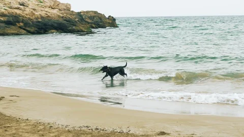Dog Playing with Stick on Beach Stock Footage 125652086