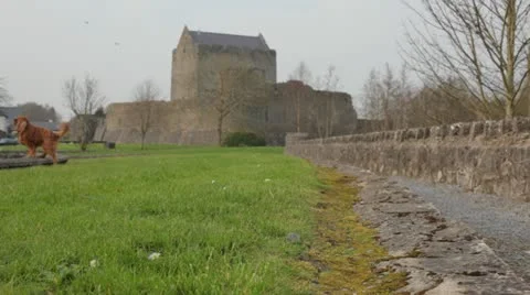 Dog playing with stick Stock Footage 22219075