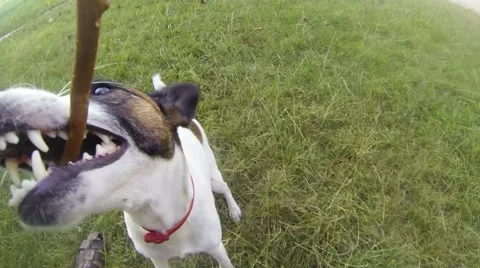 Dog playing with a stick Video stock 42038098