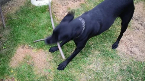 Dog playing with stick Stock Footage 171092937