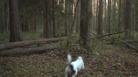 Dog playing with stick in the forest Stock Footage 56625237