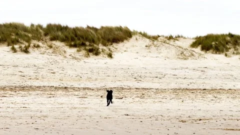 Dog Playing with a stick on a Sandy Beach Stock Footage 282795104