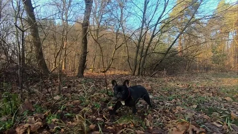 Dog playing with a stone Stock Footage 83988940