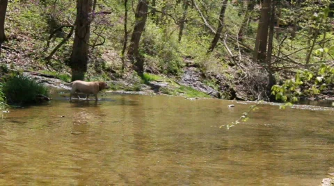 Dog playing in a stream 動画素材 719084