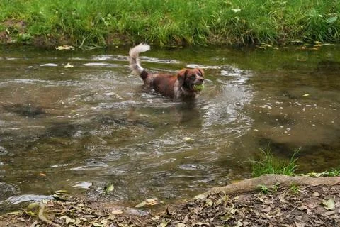 Dog playing in stream outdoors Stock Photos