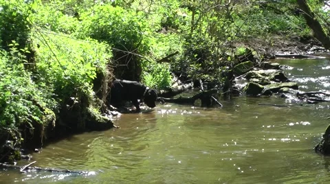 Dog playing in stream water flowing sunshine Stock Footage 49453447