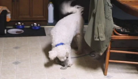 Dog Playing With a Stuffed Toy Vídeo Stock 145668012