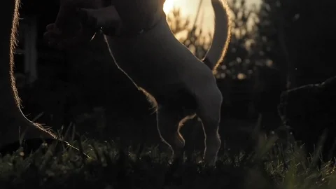 DOG PLAYING SUNSET Stock Footage 97525154