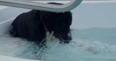 Dog playing in swimming pool Stock-Footage 78409835