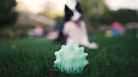 Dog playing with toy in backyard border collie Stock Footage 161150458