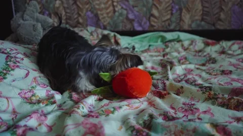 Dog playing with a toy on the bed. Stock Footage 168416540