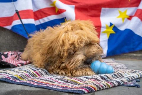 A dog playing with a toy with an EU Union Jack flag in the background Stock Photos