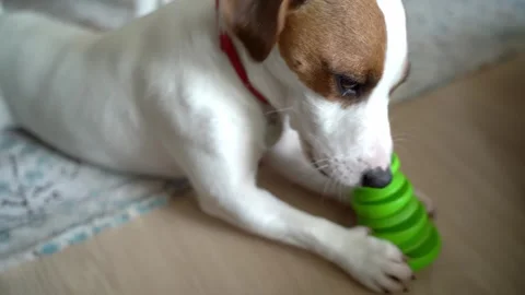 Dog playing with toy 動画素材 241729732