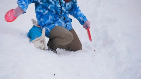 Dog playing  with the trainer Stock Footage 59858928