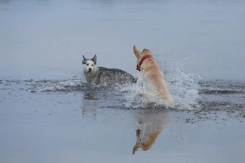 Dog playing in the wate Stock-Fotos