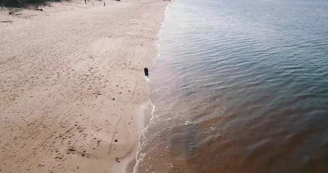 A dog is playing in water on the beach Stock Footage 88730539