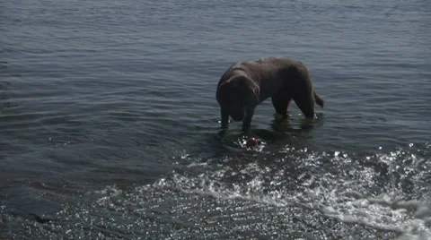 Dog playing in water Stock Footage 8679297