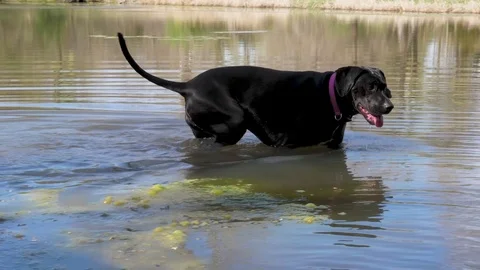 Dog Playing in Water Stock Footage 83868270