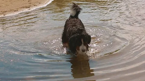 Dog playing in water Stock-Footage 100809476