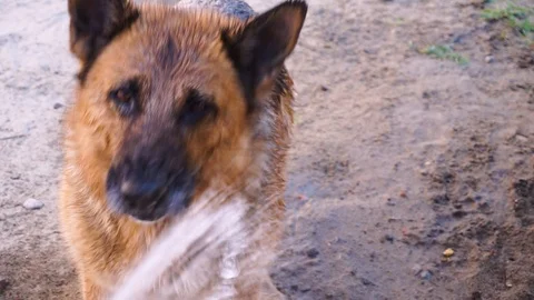 The dog is playing  water Stock Footage 108725437