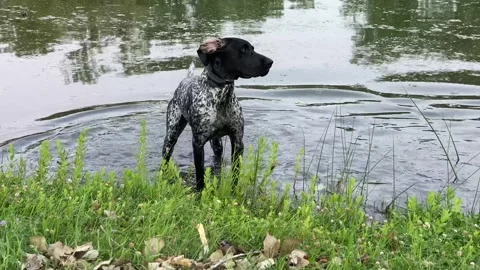 Dog playing in water Video stock 285588375