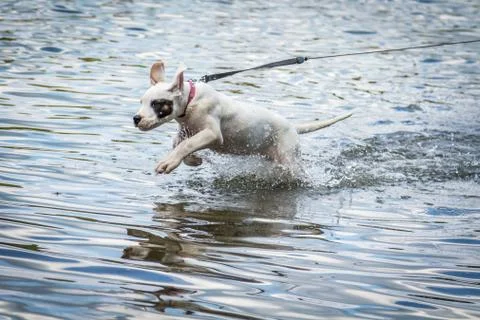 Dog playing in the water Foto stock