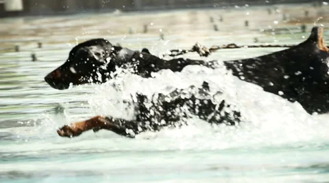 Dog playing in water. slow motion of black dog running trough water Stock Footage 40657247